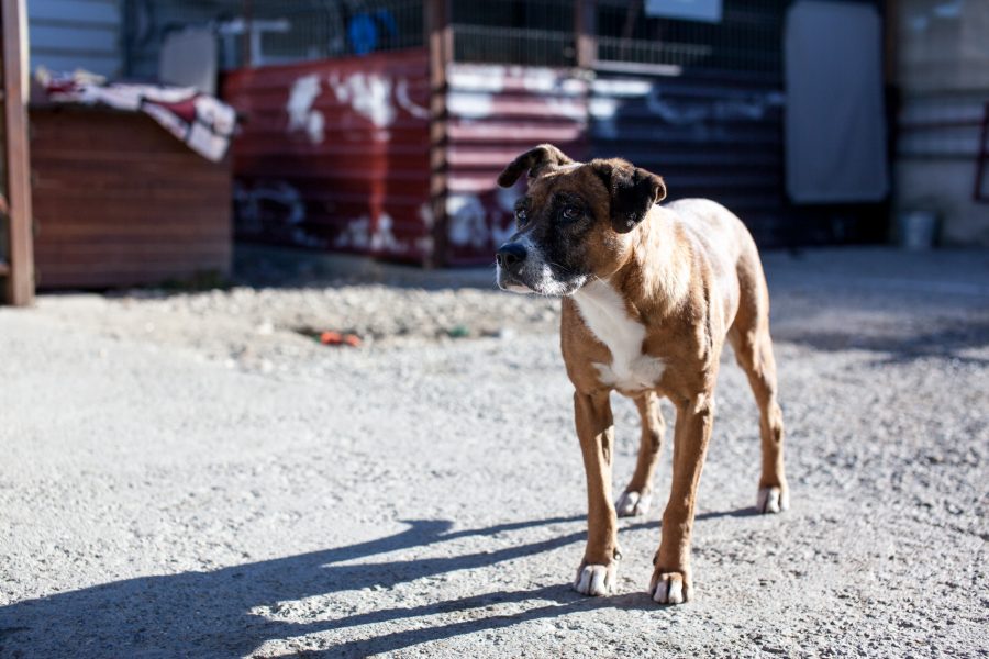 Braune Hündin schaut stehend zur Seite