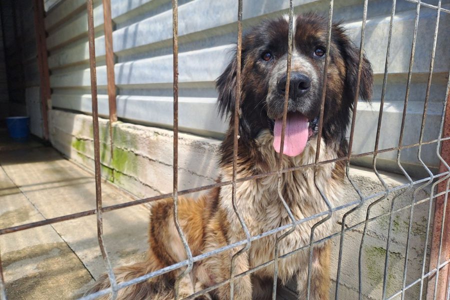 Schwarz, weiß, brauner Rüde sitzt im Zwinger und schaut in die Kamera
