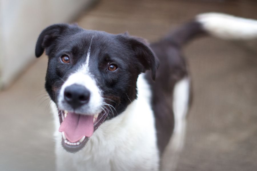 tierschutzhund-adoptieren-hund-zeno-hunderettung-europa