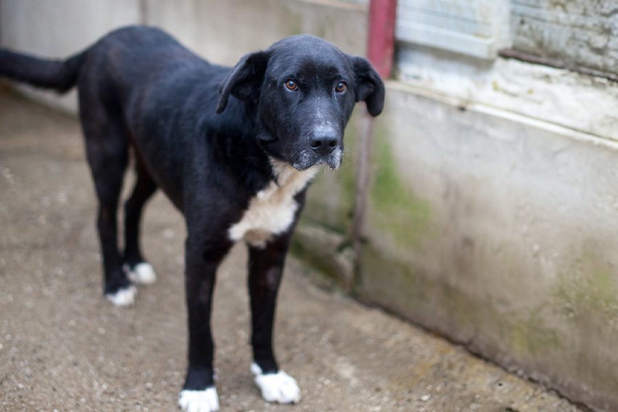 Kibito steht seitlich in seinem Shelter und schaut in die Kamera