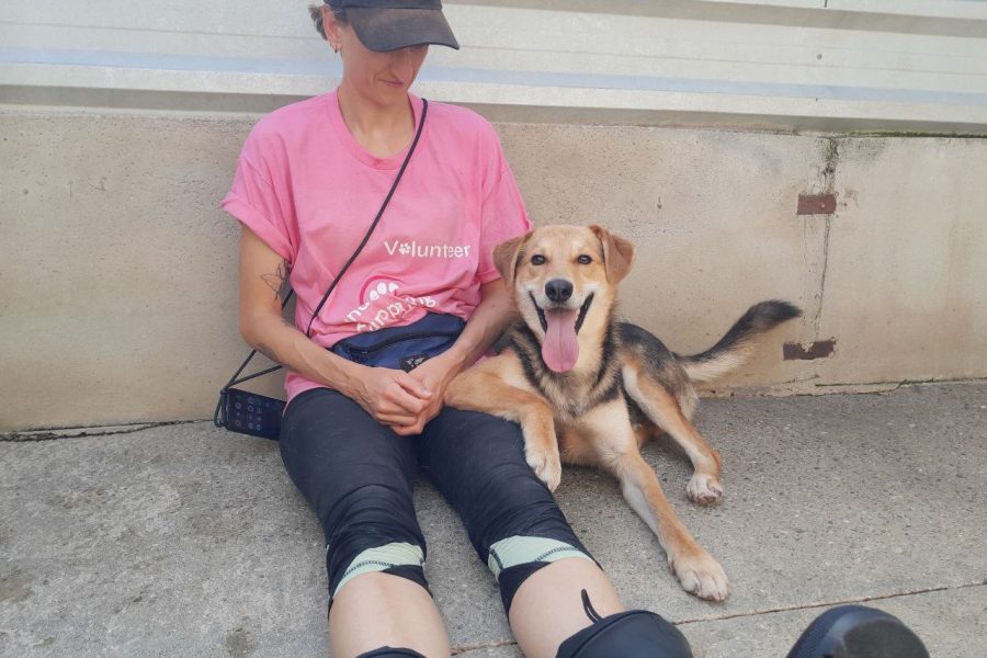 Schwarz brauner Hund liegt an der Pflegerin