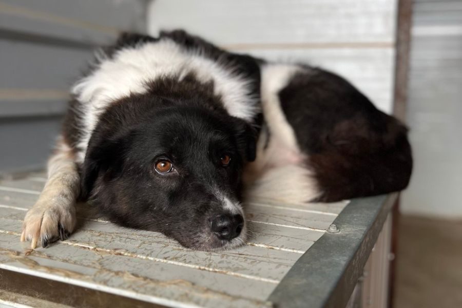Minosch liegt auf einer Hütte und schaut in die Kamera