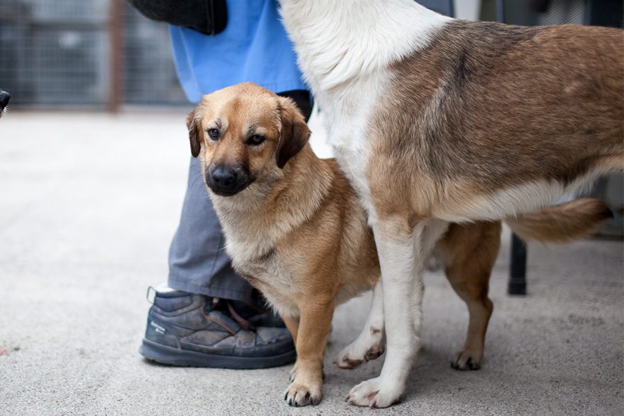 Vicky steht hinter einem anderen Hund und schaut in die Kamera