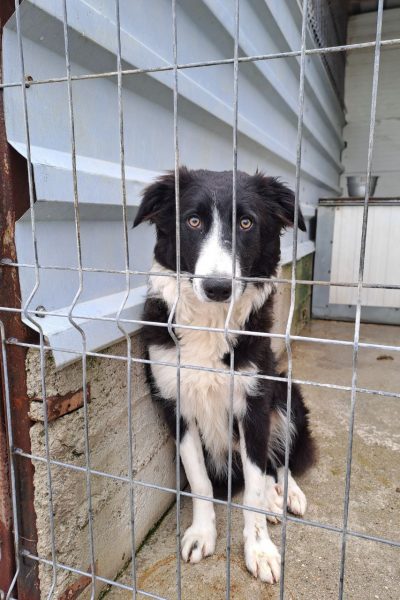 Hündin Wilma steht in ihrem Shelter hinterm Gitter
