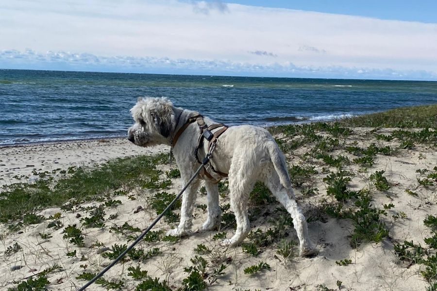 tierschutzhund-adoptiert-tino-hunderettung-europa