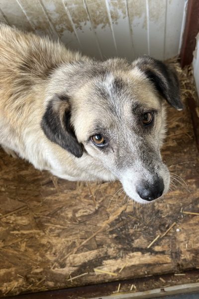 Rüde Ennio im Zwinger schaut von unten hoch in die Kamera