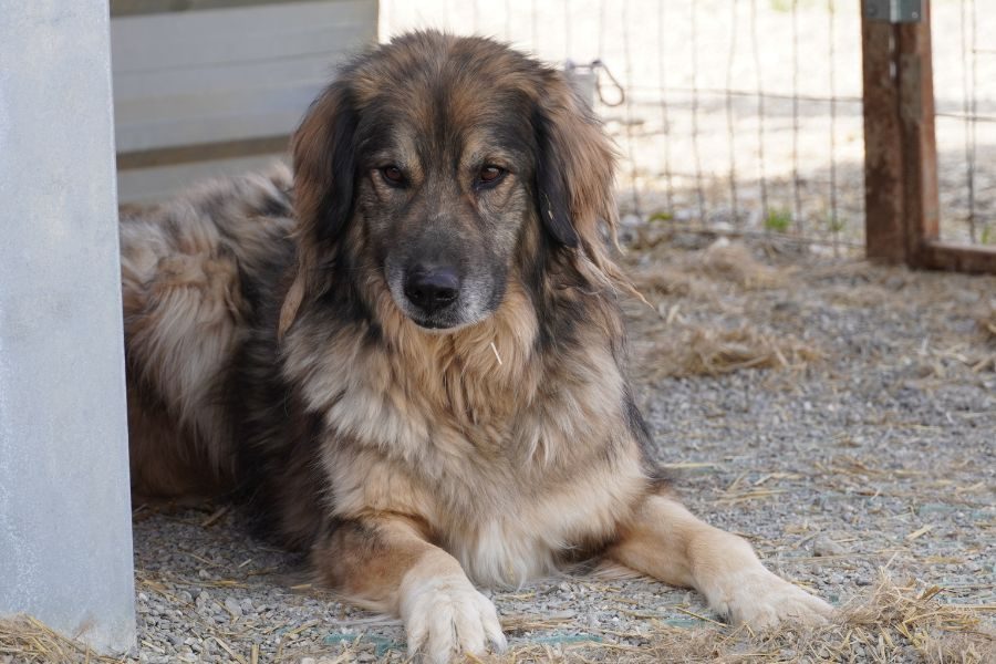 Rüde Bo guckt aufmerksam.
