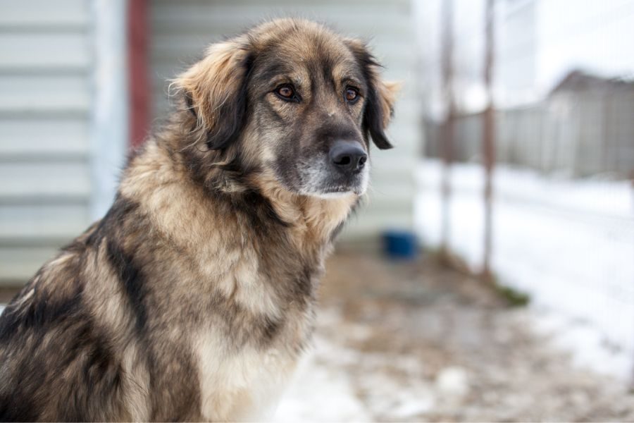 Rüde Bo guckt aufmerksam.