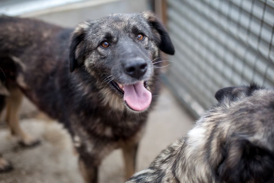 Der braun-schwarze Rüde Eddie schaut in die Kamera.