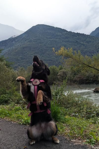 Ein Hund sitzt auf seinen Hinterbeinen und hechelt. Im Hintergrund ist ein Berg und ein Fluss zu sehen.