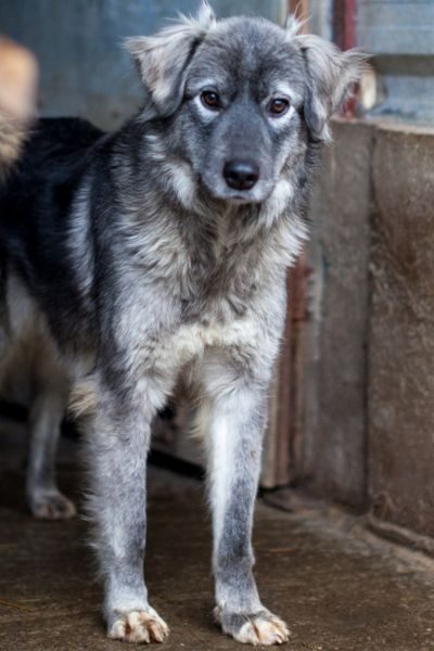 Ein Hund schaut traurig in die Kamera.