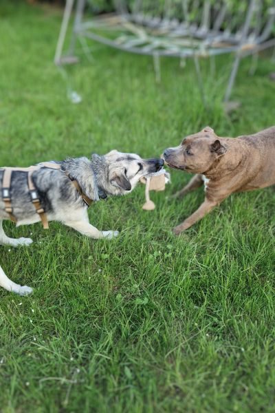 tierschutzhund-happy-end-suva-hunderettung-europa