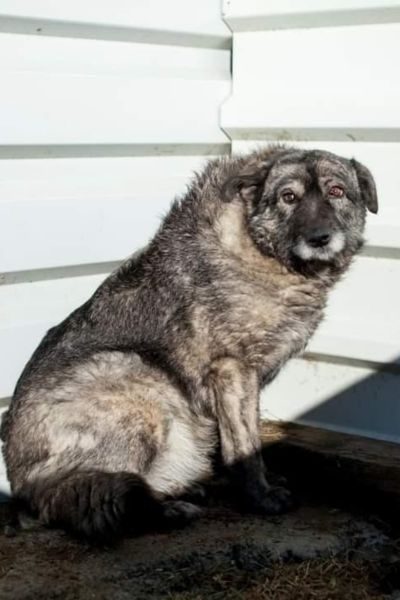 Ein trauriger Hund im Tierheim