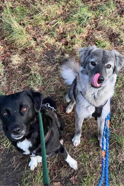 Zwei Hunde schauen interessiert in die Kamera.