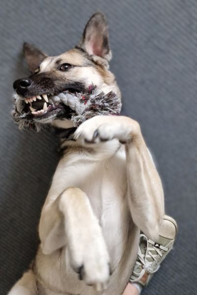 Ein Hund mit einem Spielzeug im Mund schaut verspielt an der Kamera vorbei.