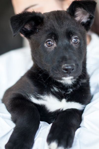 Ein Welpe schaut in die Kamera