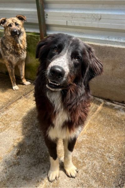 Thursday ist ein wunderschöner schwarz-weißer Rüde.