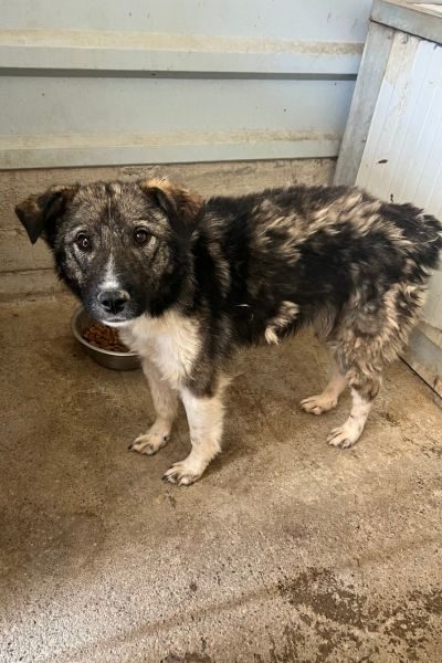 Ein Hund steht traurig und verwahrlost in einem Zwinger