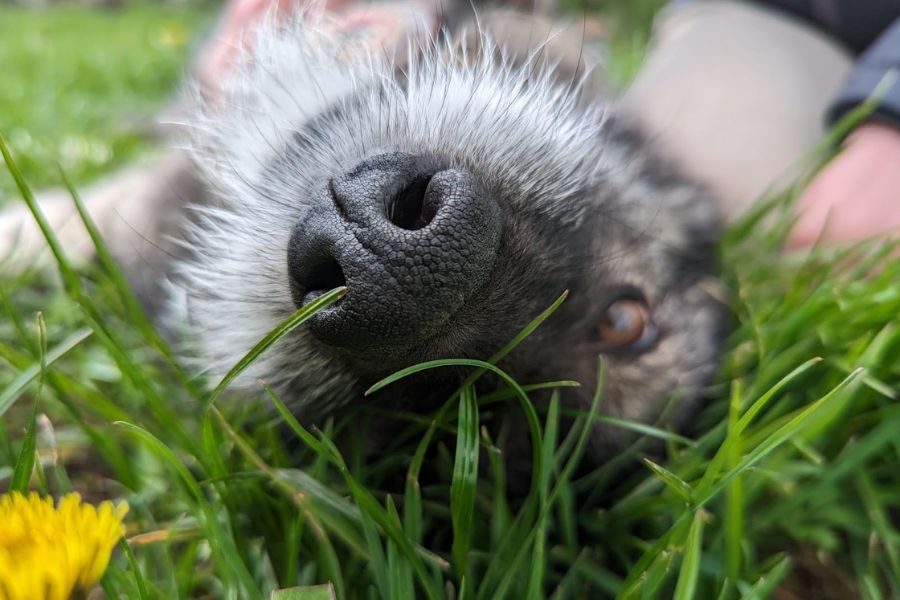 Ein Hund liegt glücklich im Gras
