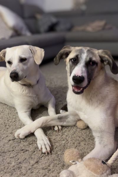 tierschutzhund-zuhause-gefunden-flora-hunderettung-europa