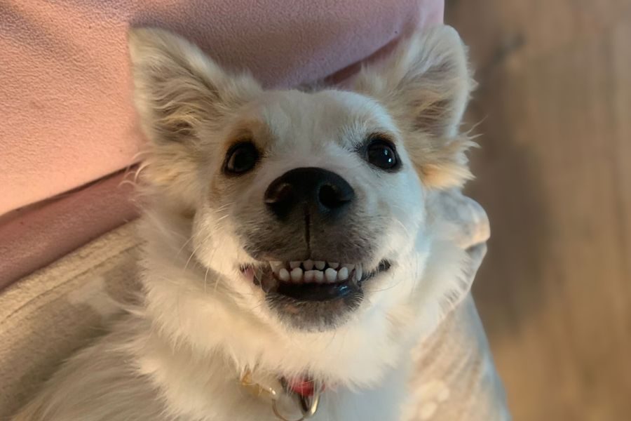 Ein Hund grinst in die Kamera.
