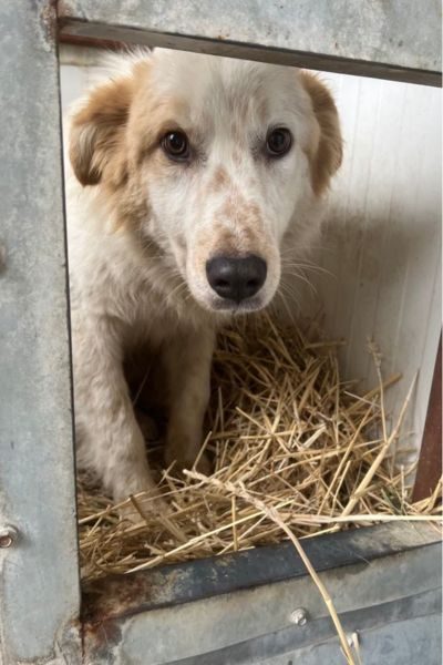 Ein Hund im Tierheim schaut in die Kamera.