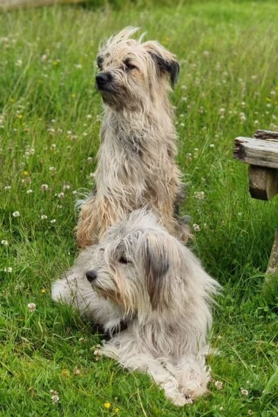 tierschutzhund-zuhause-gefunden-nailah-hunderettung-europa