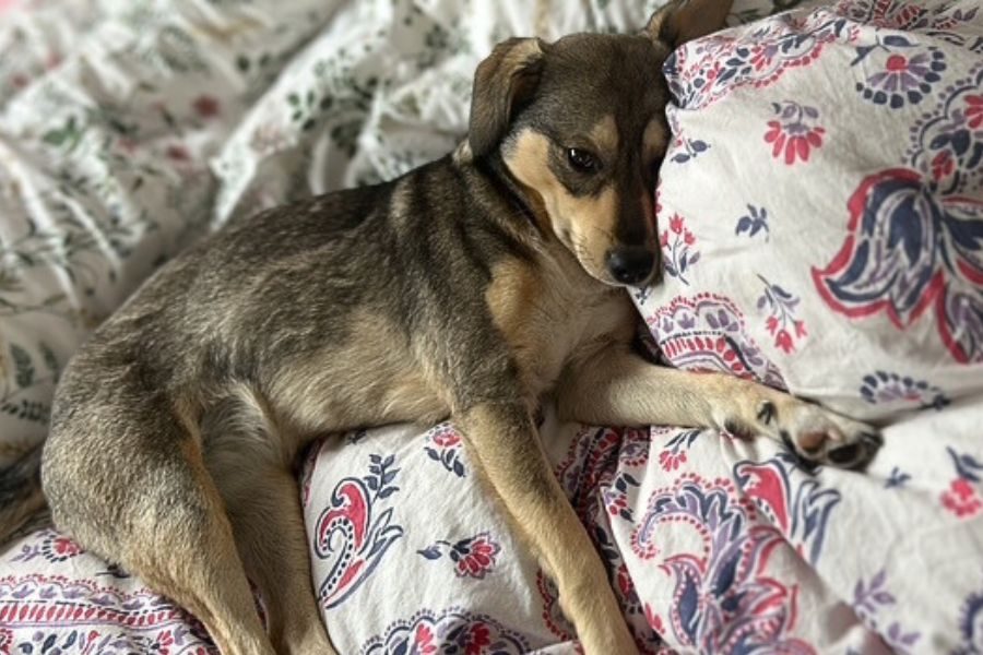 Ein Hund liegt im Bett.