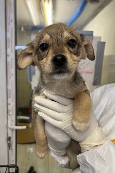 tierschutzhund-zuhause-gefunden-stella-hunderettung-europa