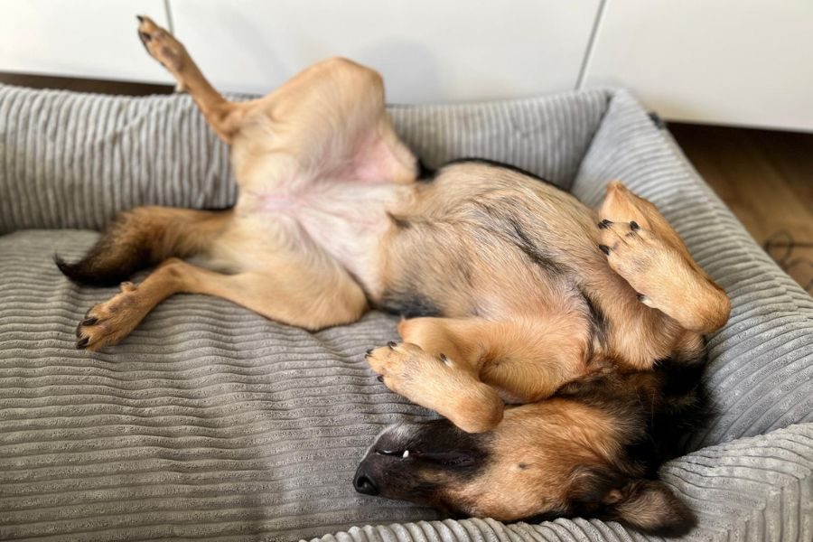 Ein Hund liegt auf dem Sofa auf dem Rücken und schläft.