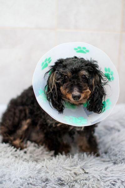 Ein süßer Hund trägt einen Halskragen und schaut in die Kamera.