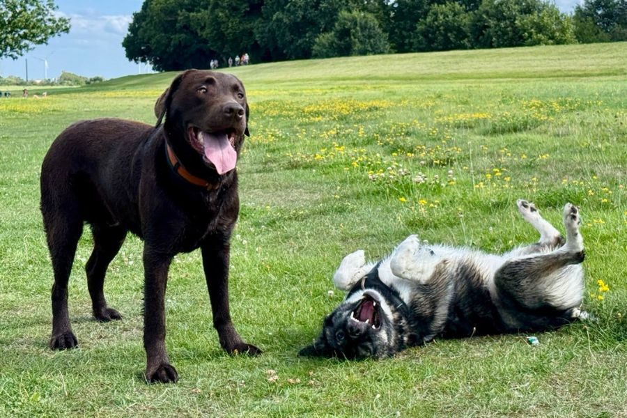 Zwei Hunde spielen auf einer Wiese.