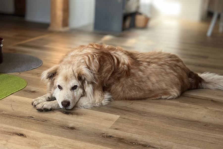 Ein großer Hund liegt auf dem Fußboden eines Hauses und döst.