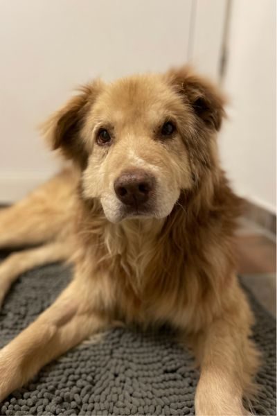 Ein alter Hund schaut in die Kamera.