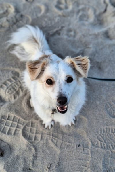 Ein Hund sitzt im Sand und schaut nach oben.