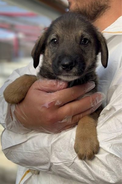 tierschutzhund-zuhausegefunden-kob-hunderettungeuropa