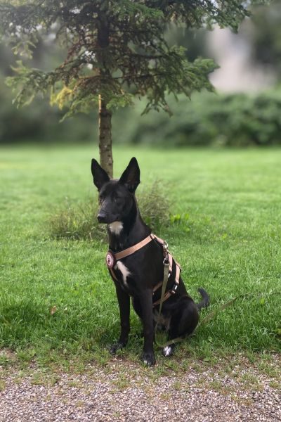 Ein Hund sitzt aufmerksam im Wald