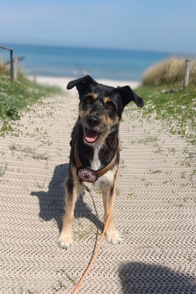 Ein Hund sitzt am Strand und schaut in die Kamera.