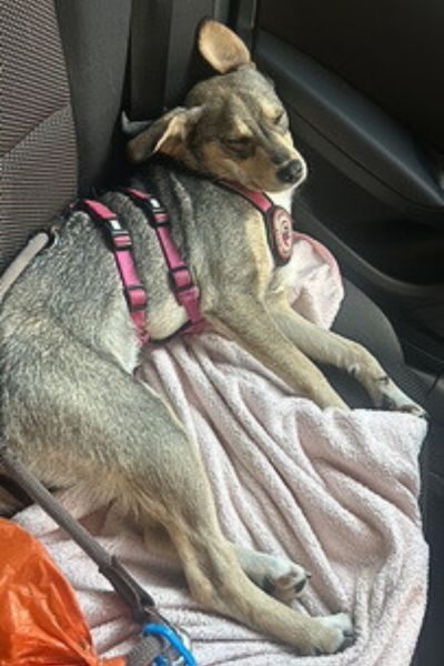 tierschutzhund-zuhausegefunden-stella-hunderettungeuropa