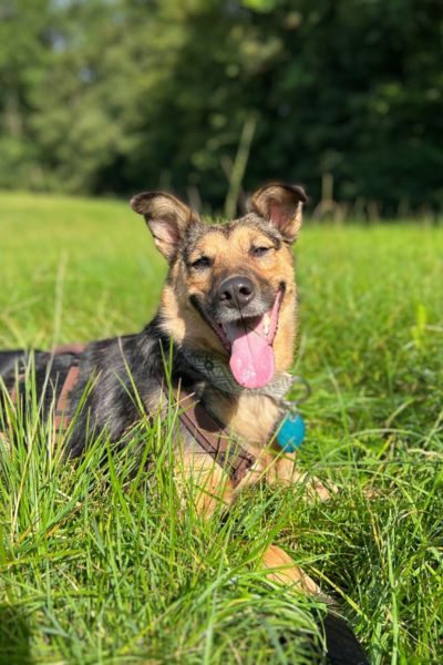 tierschutzhund-zuhausegefunden-tammy-hunderettung-europa