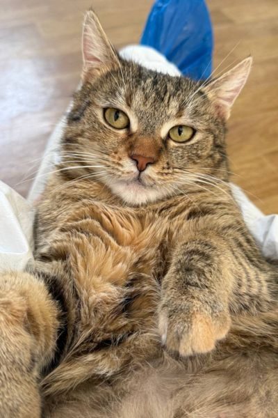 tierschutzkatze-loni-hunderettung-europa