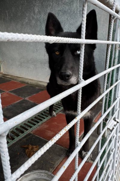 Traurige Husky-Hündin möchte entkommen