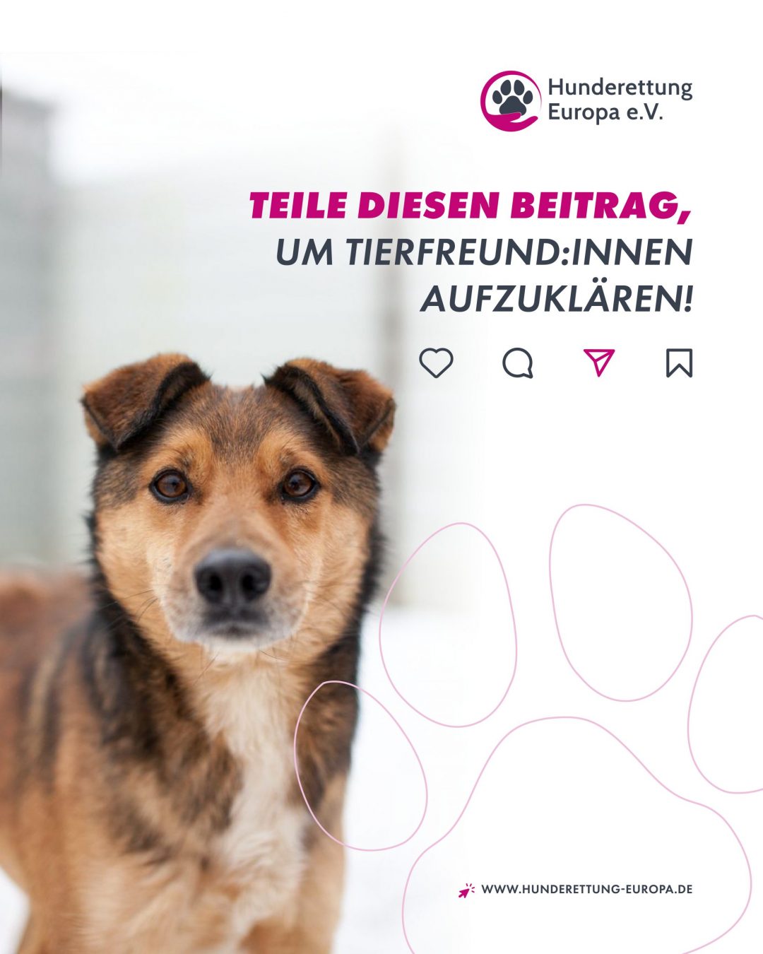 tötungsstation-rumänien-hunde-ausland-faq-hunderettung-europa10