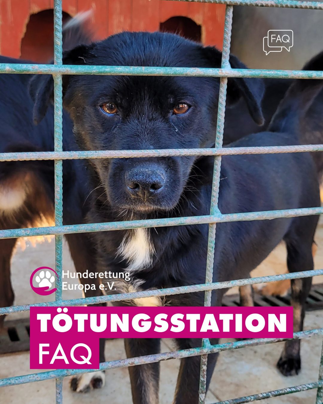 tötungsstation-rumänien-hunde-retten-hunderettung-europa