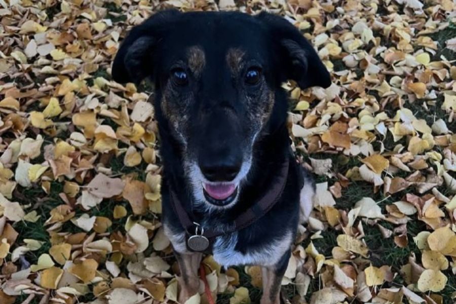 Dunkler Hund sitzt auf gelbem Laub.