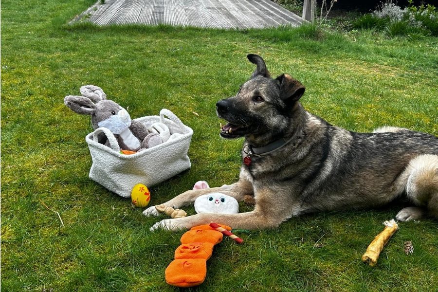 Hund liegt auf grüner Wiese neben Spielzeugen und schaut freudig.