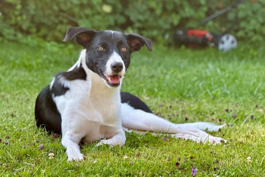Schwarz-weiße Hündin liegt im Gras und schaut freudig.