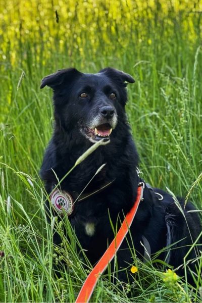 Schwarzer Hund in grüner Wiese