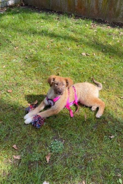 Hellbrauner Hund liegt auf grüner Wiese.