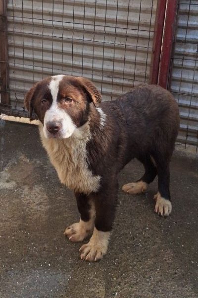 Brauner Hund mit weißem Latz steht in einem Zwinger.